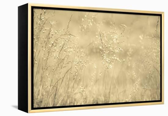 Golden Wispers-Adrian Campfield-Framed Premier Image Canvas