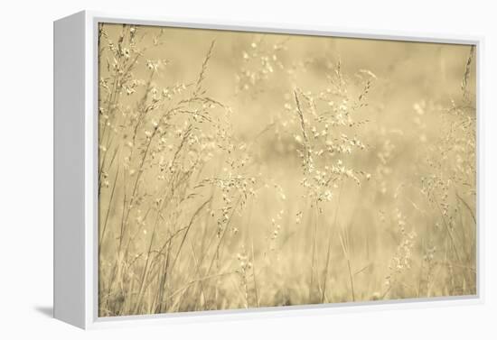 Golden Wispers-Adrian Campfield-Framed Premier Image Canvas