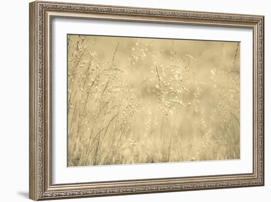 Golden Wispers-Adrian Campfield-Framed Photographic Print