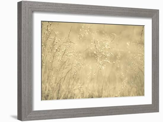 Golden Wispers-Adrian Campfield-Framed Photographic Print