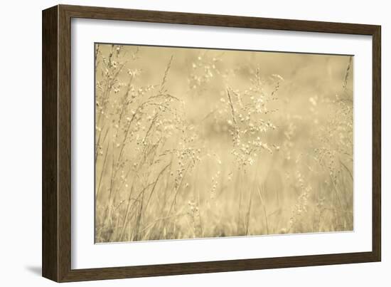 Golden Wispers-Adrian Campfield-Framed Photographic Print