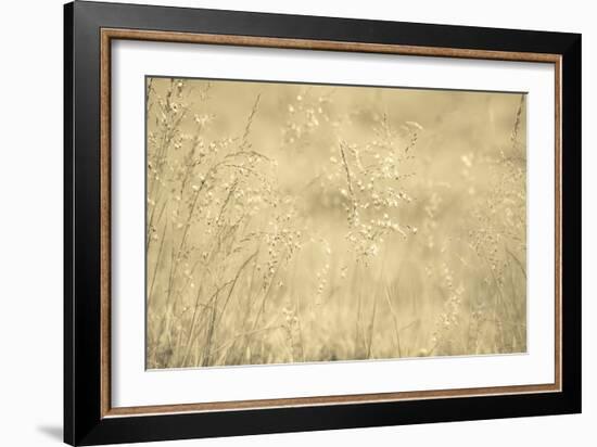 Golden Wispers-Adrian Campfield-Framed Photographic Print