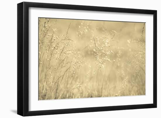 Golden Wispers-Adrian Campfield-Framed Photographic Print