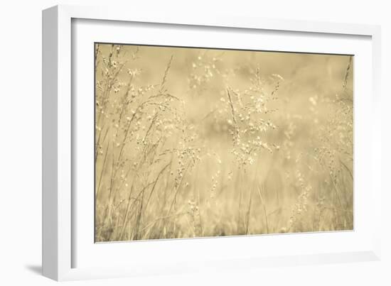 Golden Wispers-Adrian Campfield-Framed Photographic Print