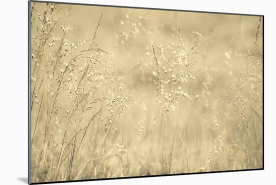 Golden Wispers-Adrian Campfield-Mounted Photographic Print