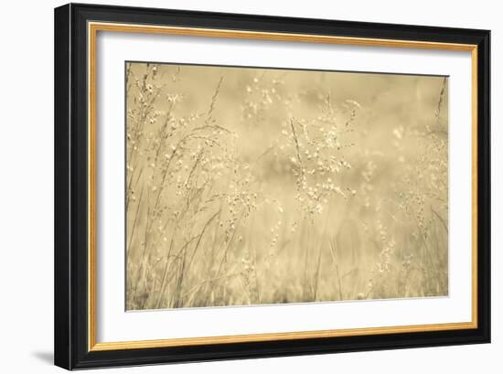 Golden Wispers-Adrian Campfield-Framed Photographic Print