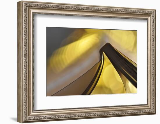 Golden Words-Heidi Westum-Framed Photographic Print