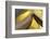 Golden Words-Heidi Westum-Framed Photographic Print