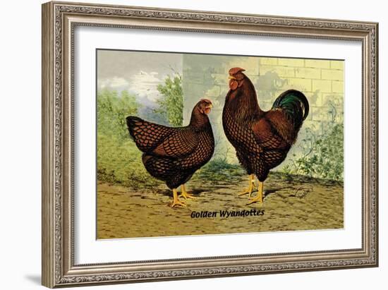 Golden Wyandottes-null-Framed Art Print