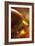 Golden-K.B. White-Framed Photographic Print