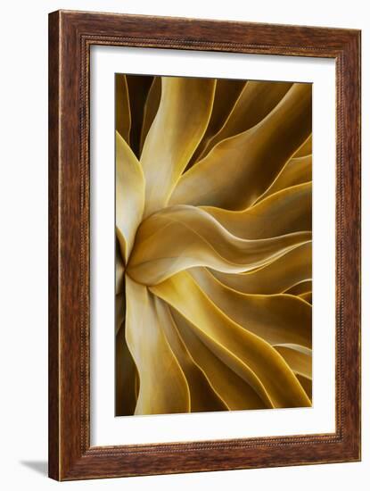 Golden-Robin Wechsler-Framed Giclee Print