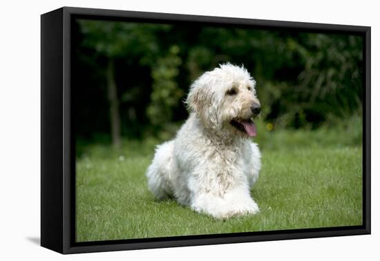 Goldendoodle Laying in Garden-null-Framed Premier Image Canvas