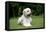 Goldendoodle Laying in Garden-null-Framed Premier Image Canvas