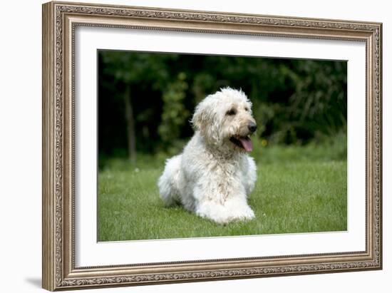 Goldendoodle Laying in Garden-null-Framed Photographic Print