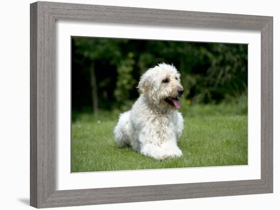 Goldendoodle Laying in Garden-null-Framed Photographic Print