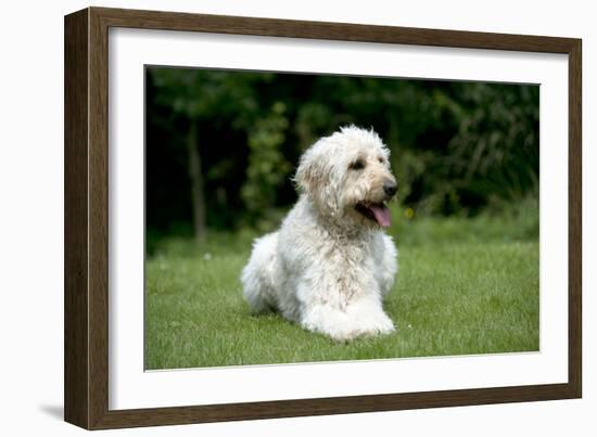 Goldendoodle Laying in Garden-null-Framed Photographic Print