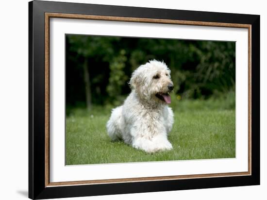 Goldendoodle Laying in Garden-null-Framed Photographic Print