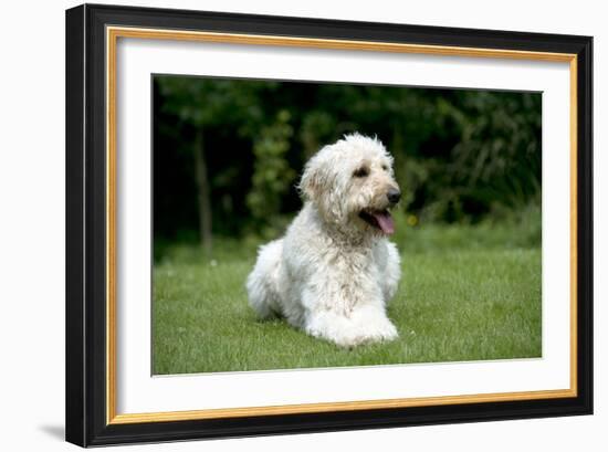 Goldendoodle Laying in Garden-null-Framed Photographic Print