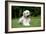 Goldendoodle Laying in Garden-null-Framed Photographic Print