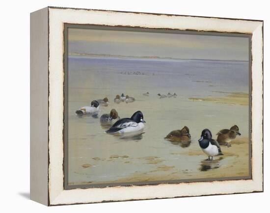 Goldeneye and Tufted Duck-Archibald Thorburn-Framed Premier Image Canvas