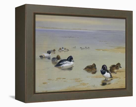 Goldeneye and Tufted Duck-Archibald Thorburn-Framed Premier Image Canvas