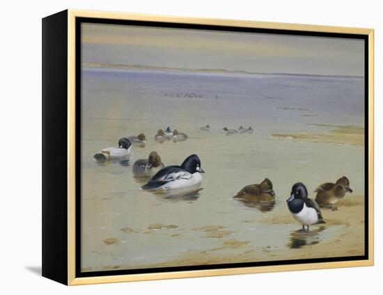 Goldeneye and Tufted Duck-Archibald Thorburn-Framed Premier Image Canvas