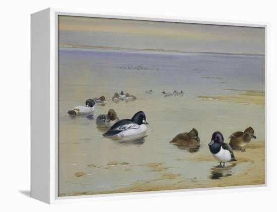 Goldeneye and Tufted Duck-Archibald Thorburn-Framed Premier Image Canvas