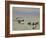 Goldeneye and Tufted Duck-Archibald Thorburn-Framed Giclee Print