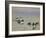 Goldeneye and Tufted Duck-Archibald Thorburn-Framed Giclee Print