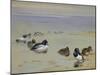 Goldeneye and Tufted Duck-Archibald Thorburn-Mounted Giclee Print