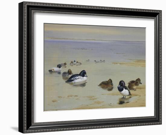Goldeneye and Tufted Duck-Archibald Thorburn-Framed Giclee Print