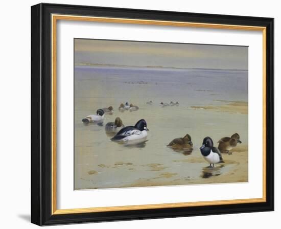 Goldeneye and Tufted Duck-Archibald Thorburn-Framed Giclee Print