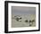 Goldeneye and Tufted Duck-Archibald Thorburn-Framed Giclee Print