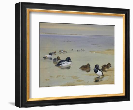 Goldeneye and Tufted Duck-Archibald Thorburn-Framed Giclee Print