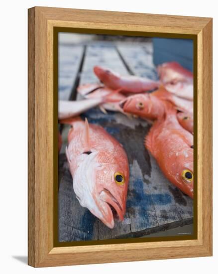 Goldeneye Fish, Caye Caulker, Belize-Russell Young-Framed Premier Image Canvas