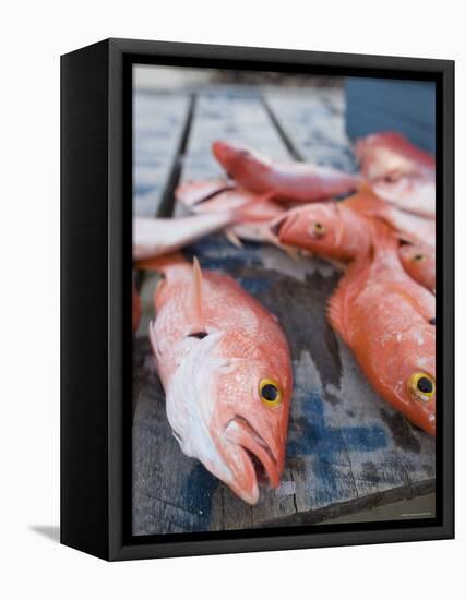 Goldeneye Fish, Caye Caulker, Belize-Russell Young-Framed Premier Image Canvas