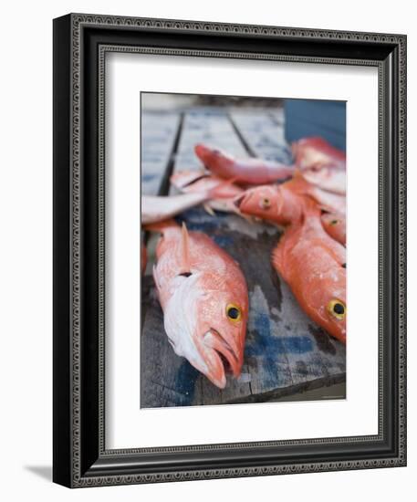 Goldeneye Fish, Caye Caulker, Belize-Russell Young-Framed Photographic Print