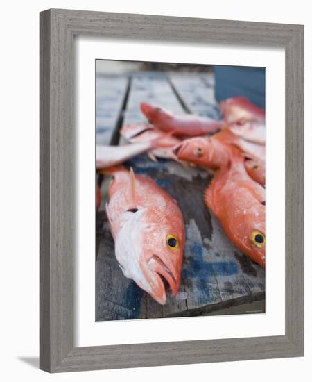 Goldeneye Fish, Caye Caulker, Belize-Russell Young-Framed Photographic Print