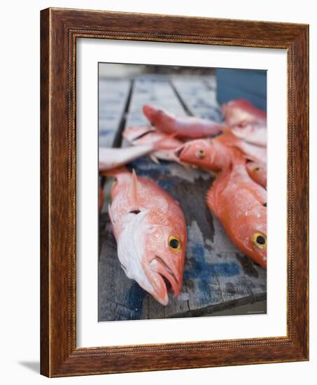 Goldeneye Fish, Caye Caulker, Belize-Russell Young-Framed Photographic Print