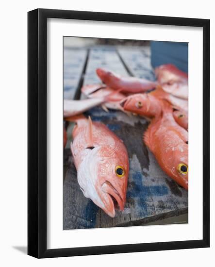 Goldeneye Fish, Caye Caulker, Belize-Russell Young-Framed Photographic Print