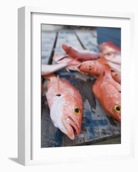 Goldeneye Fish, Caye Caulker, Belize-Russell Young-Framed Photographic Print