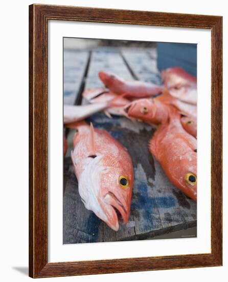 Goldeneye Fish, Caye Caulker, Belize-Russell Young-Framed Photographic Print