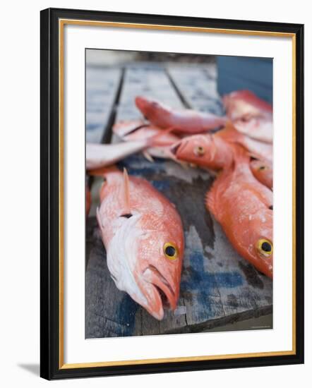 Goldeneye Fish, Caye Caulker, Belize-Russell Young-Framed Photographic Print