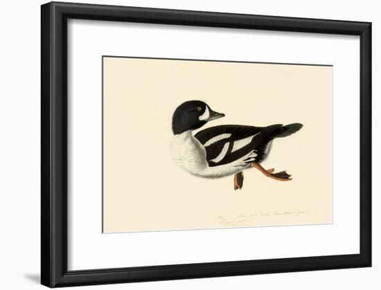 Goldeneye-John James Audubon-Framed Giclee Print