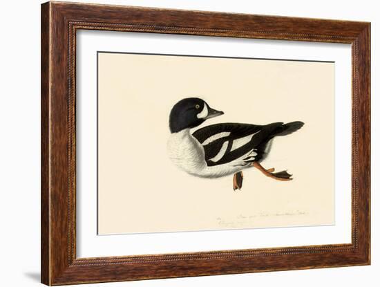 Goldeneye-John James Audubon-Framed Giclee Print