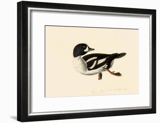 Goldeneye-John James Audubon-Framed Giclee Print