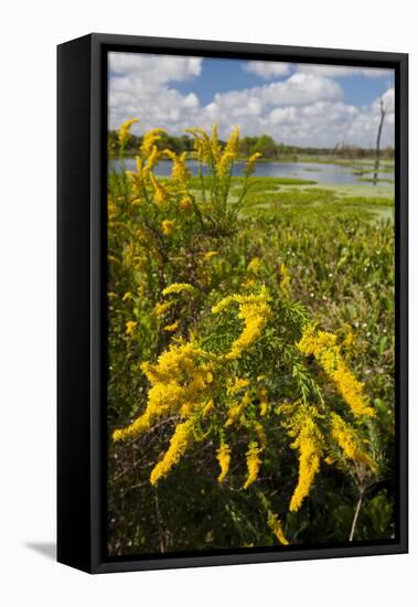 Goldenrod at Edge of Marsh in Brazos Bend State Park Near Houston, Texas, USA-Larry Ditto-Framed Premier Image Canvas