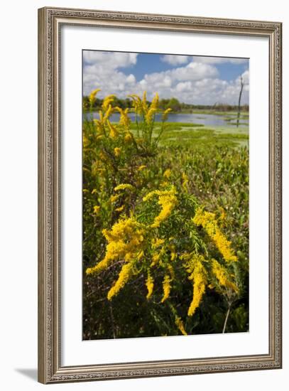 Goldenrod at Edge of Marsh in Brazos Bend State Park Near Houston, Texas, USA-Larry Ditto-Framed Photographic Print