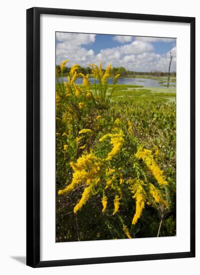 Goldenrod at Edge of Marsh in Brazos Bend State Park Near Houston, Texas, USA-Larry Ditto-Framed Photographic Print