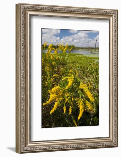 Goldenrod at Edge of Marsh in Brazos Bend State Park Near Houston, Texas, USA-Larry Ditto-Framed Photographic Print